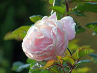 ピンク色の綺麗に咲いたバラ