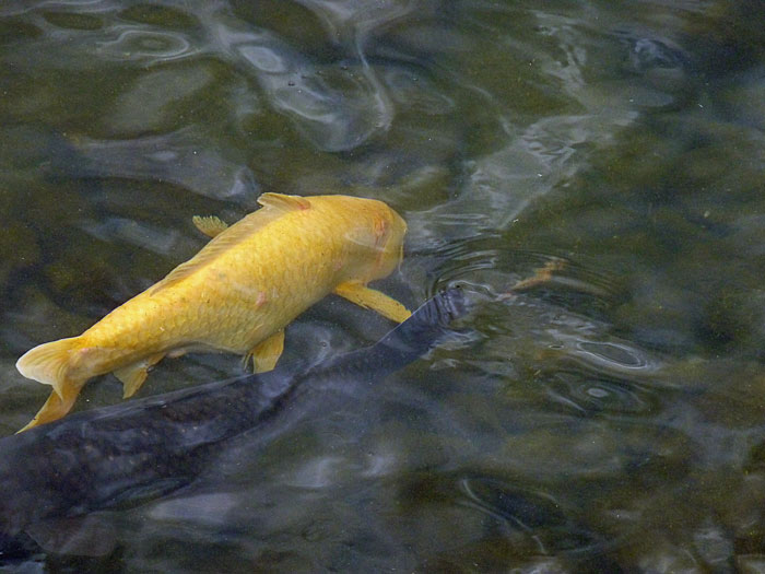 池を泳ぐ金色の魚のコイの拡大写真
