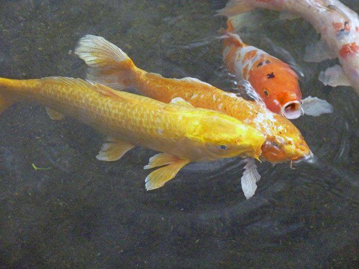 餌を求めて口を開けた池の中の鯉(コイ)の拡大写真