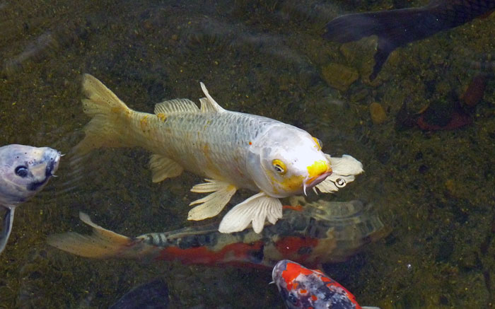 池の中の白と黄色のまだらの魚コイの写真素材フリー 高画質