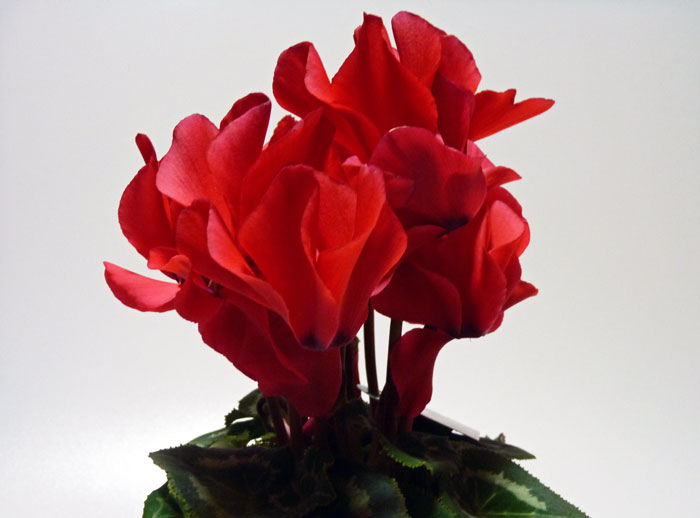 真赤な花びらのシクラメンの拡大写真