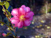 冬に咲くピンクの花・山茶花（さざんか）