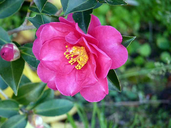 冬に咲く花・山茶花（さざんか）の拡大写真