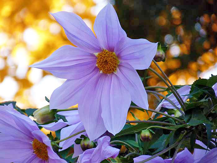 白とピンクの綺麗な花の皇帝ダリアと黄色の背景の写真素材フリー 高画質