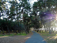日の光に照らさる松の木と散歩道