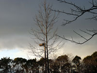 枯れ木と空に広がる灰色の雲ー冬景色
