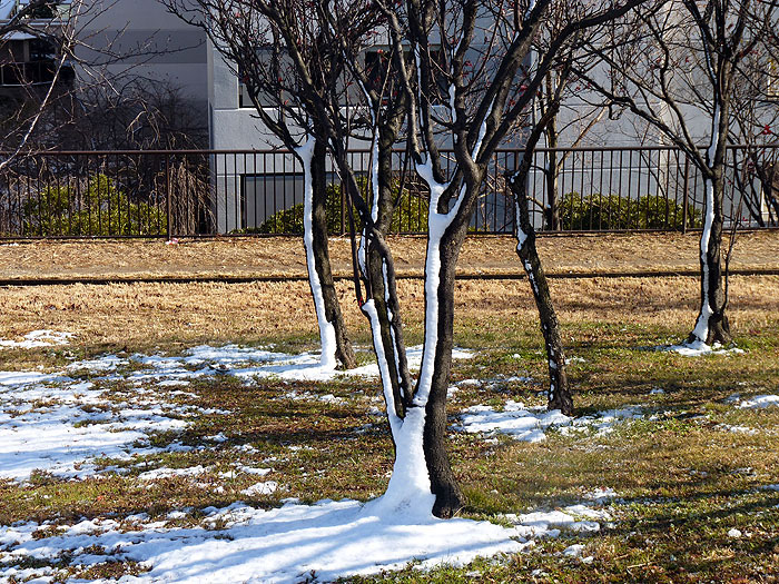 まばらに雪が残る枯れた芝生と枯れた木の冬景色の拡大写真