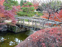 木の橋と小川と秋の植物・紅葉