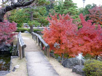 木の橋と秋の紅葉・植物