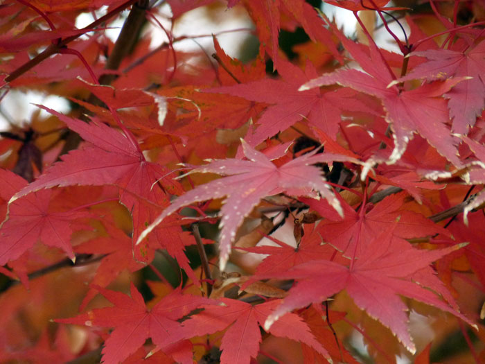 紅葉（もみじ）と秋の景色の拡大写真