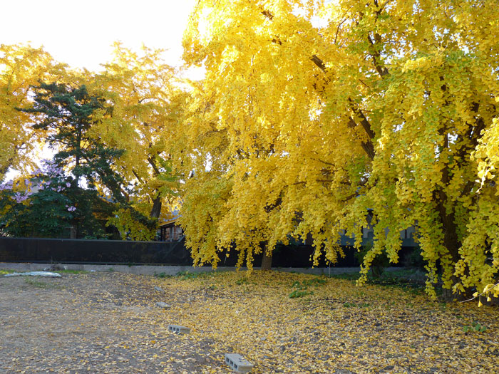 黄色く色づいた綺麗なイチョウの木の風景の拡大写真