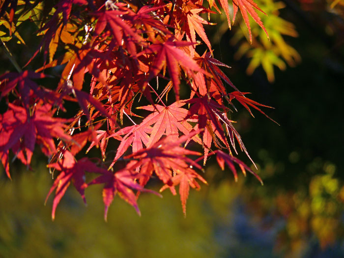 日の光と秋の紅葉 もみじ の写真素材フリー 高画質