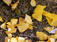 地面に落ちた黄色いイチョウの葉