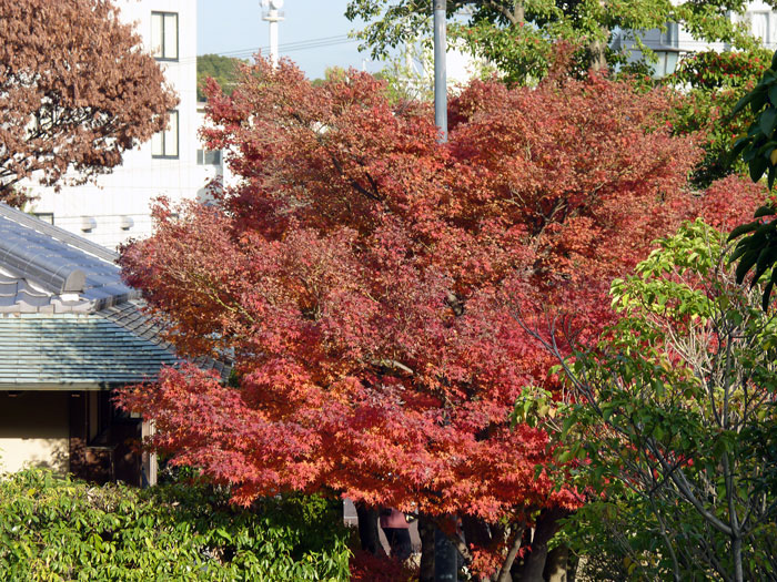 秋の紅葉とモミジの木の拡大写真