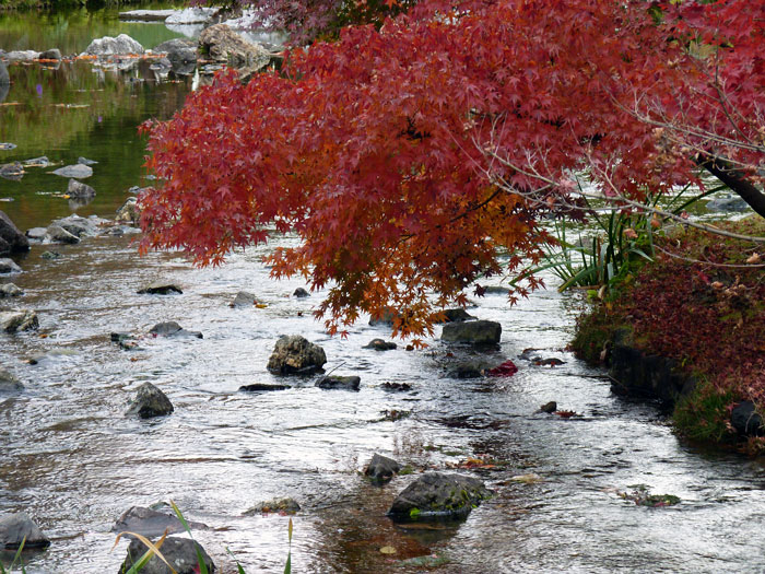 自然な川のせせらぎと紅葉の拡大写真