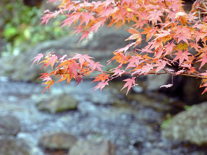 綺麗な紅葉と後ろで流れる自然な小川の写真素材フリー 高画質