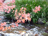 紅葉と小川と水辺に生える植物