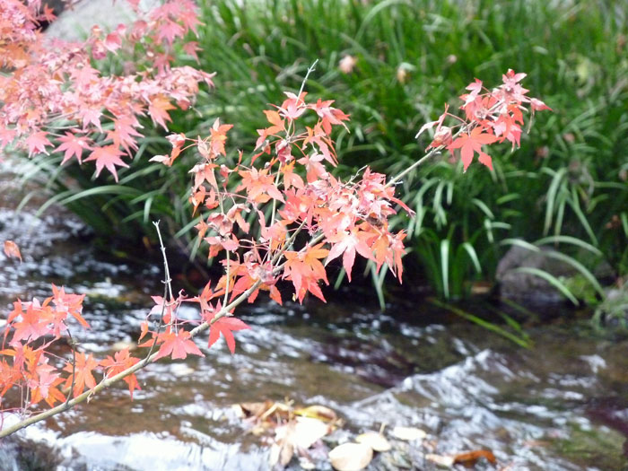 水辺 に 生える 植物