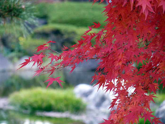 紅いモミジの葉と緑の景色の写真素材フリー 高画質