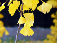 きれいな黄色のイチョウの葉