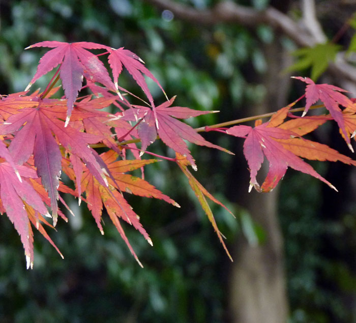 秋と赤い紅葉（もみじ）の葉の拡大写真