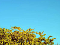 青い空とイチョウの木
