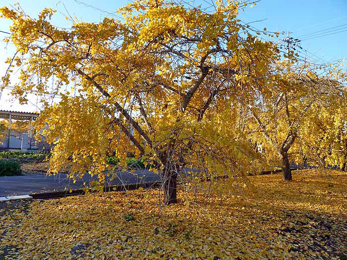 光があたったイチョウの木と地面に落ちた秋の風景の拡大写真