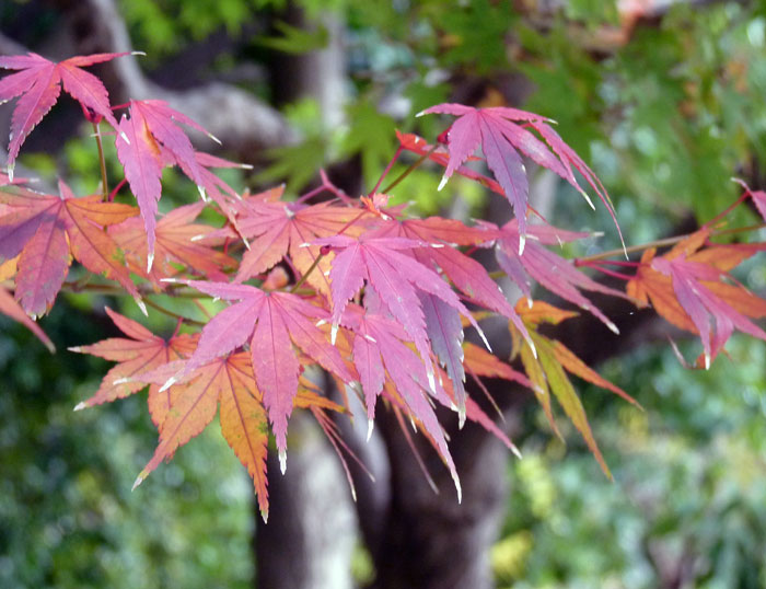 秋と紅葉（もみじ）の木と緑の背景の拡大写真