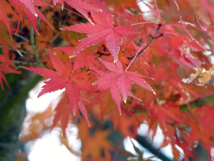 きれいな紅葉 もみじ の葉の写真素材フリー 高画質