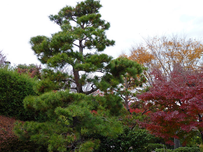 植物（紅葉と松の木）の拡大写真