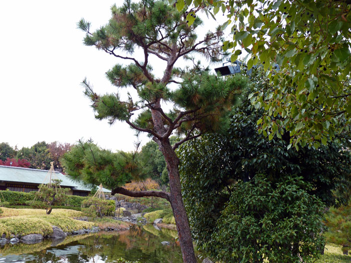 松の木と植物の景色の写真素材フリー 高画質