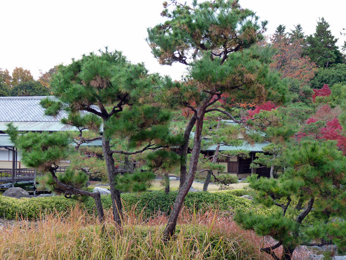 松の木と植物と紅葉の景色の拡大写真