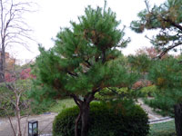 松の木と植物の景色