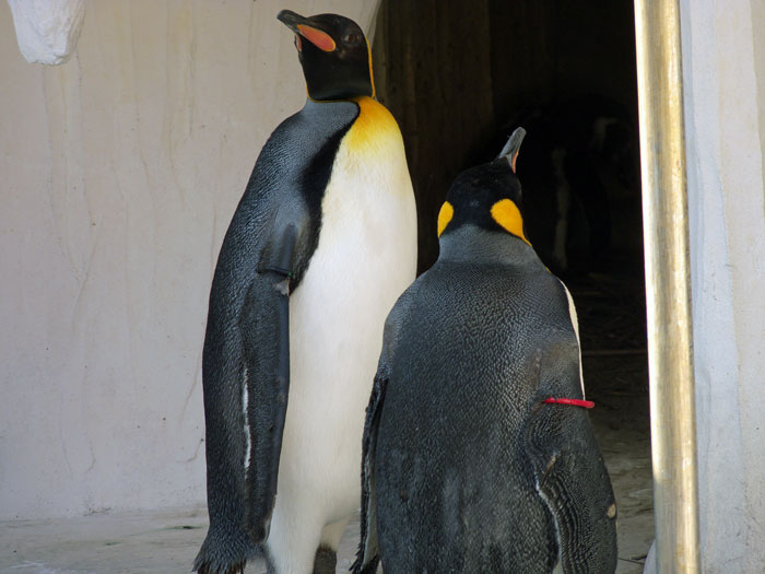 オウサマペンギンの拡大写真