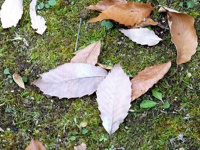 秋から冬にかけて地面に落ちた落ち葉の拡大写真
