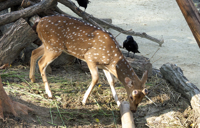 エサを食べる鹿（シカ）の拡大写真