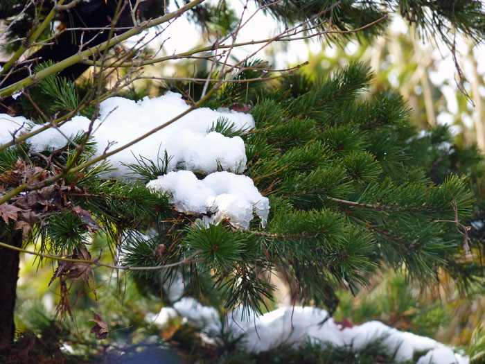松の上に積もった雪の拡大写真