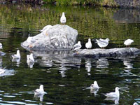 池の岩に群がる鳥ユリカモメ