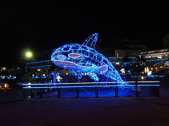 イルカと魚の綺麗なイルミネーションと夜景の写真素材フリー 高画質