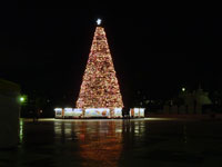 ライトアップされたクリスマスツリーの公園