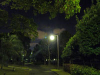 夜の公園の散歩道と街路灯と植物