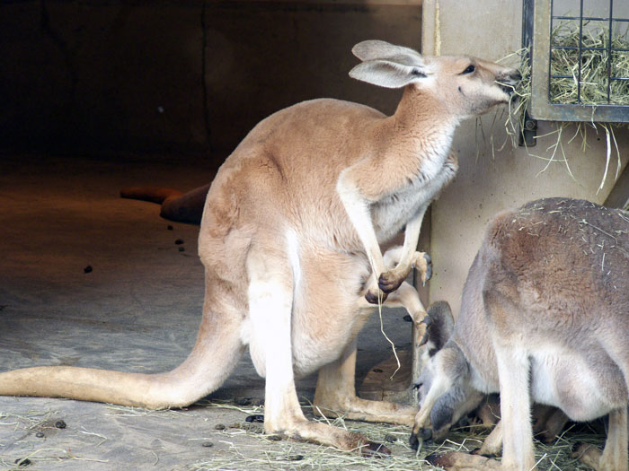 エサを食べる2匹のカンガルーの拡大写真