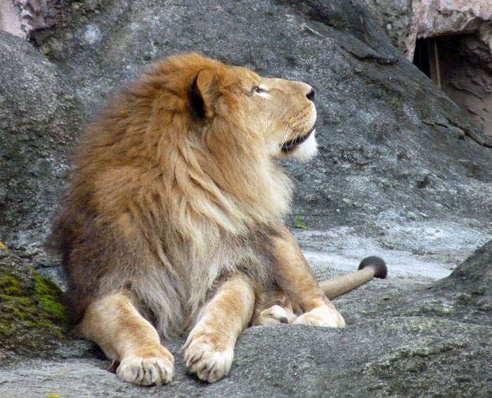 眠そうな座ったライオンの拡大写真
