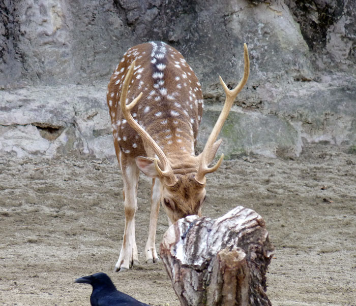 エサを探すカモシカとカラスのツーショットの拡大写真