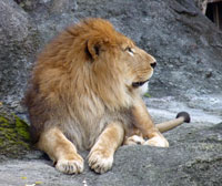 横を向いて座っているライオン