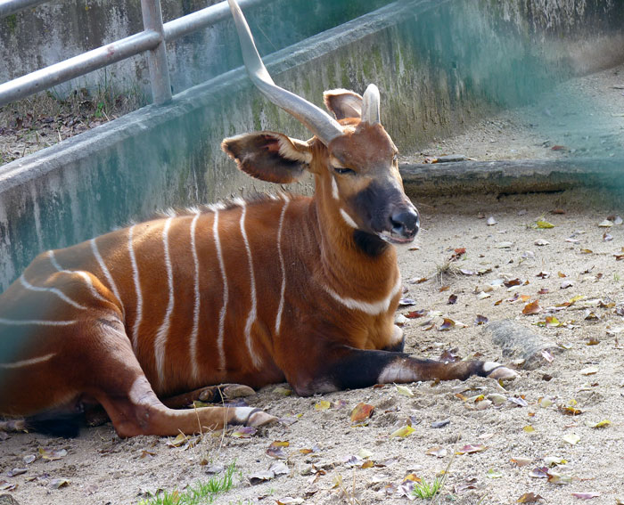 正面を向いた動物園のボンゴの写真素材フリー 高画質