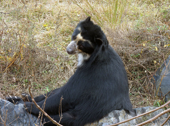 こちらを振り返ったメガネグマの拡大写真