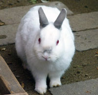 かわいい白いウサギ