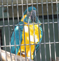 動物園の青い羽根の鳥（オウム）