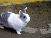 かわいい白とグレーのウサギ